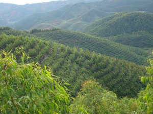 红花湖造林工程