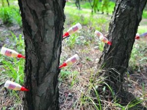 惠东森林病虫害防治