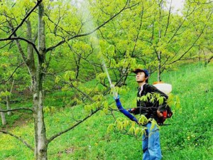 高榜山森林病虫害防治